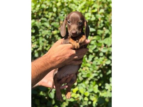 Petmode köpek çiftliğinde ziyarete açık dachshund