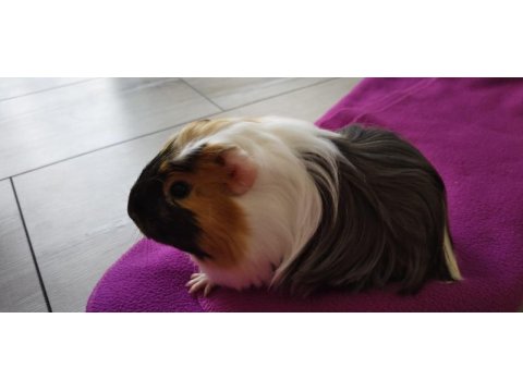 Ekim doğumlu dişi ginepig