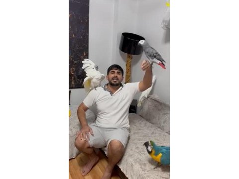 Kakadu isteyen varsa buyursun kapımız açıktır
