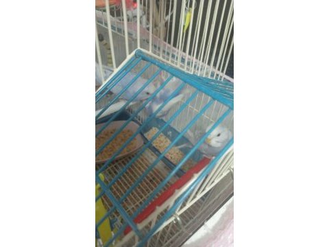 Muhabbet kuşu hepsi bebek 3 haftalık evimde büyüttüm