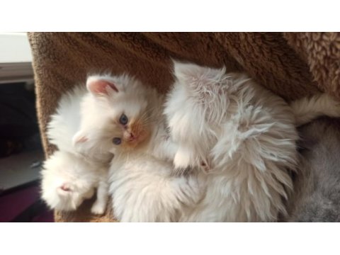 Kırıkkale içi british shorthair