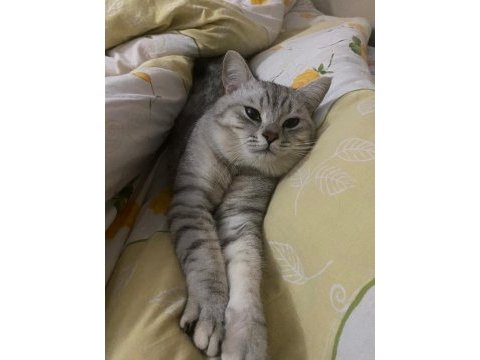 British shorthair erkek acil yardımcı olunacaktır