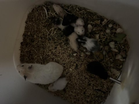 Tam sevmelik hamsterlarım yeni yuvalarını gitmeye hazır