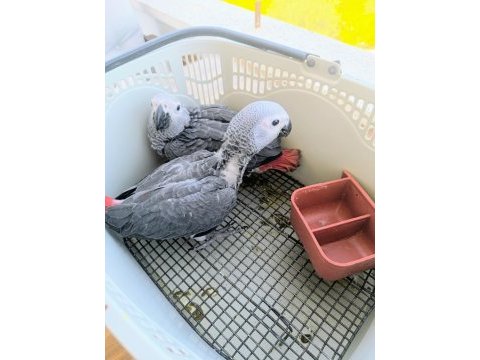 Jako papağanı yavruları yeni ailelerine gitmeye hazır