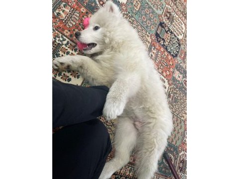 3 aylık samoyed