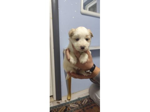 Border collie yavrular 1 aylık oldular