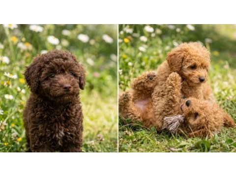 İzmir tarım ve orman md. ruhsatlı özel ırk köpekler
