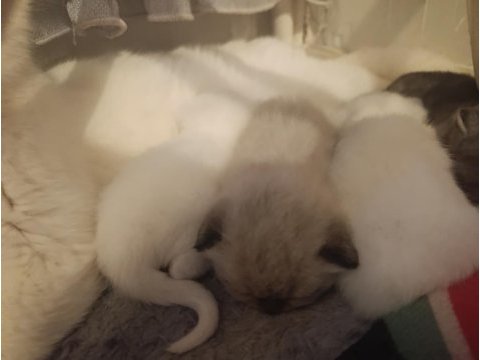 Yavru kedilerim yeni yuvalarını arıyor