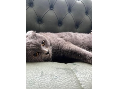 1.5 yaşında dişi scottish fold çiftleşmeye hazır