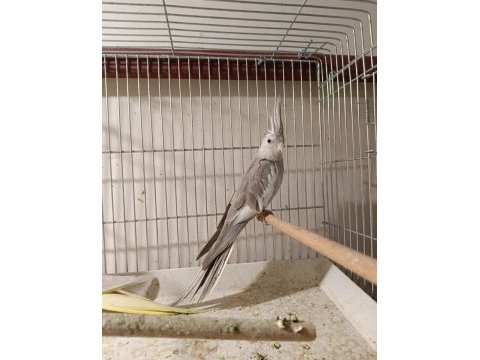 8-9 aylık sultan papağanı uygun tutulacaktır
