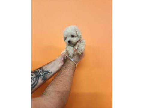 Mükemmel kalite maltese terrier bebekler