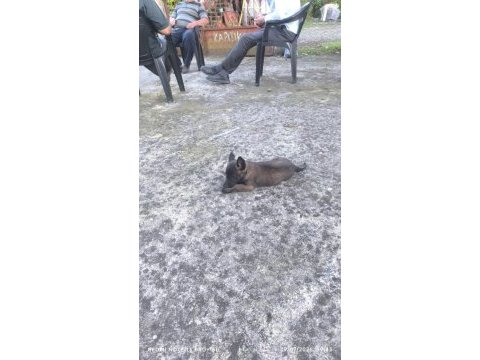 Kalite malinois yavruları 1 dişi ve 1 erkek
