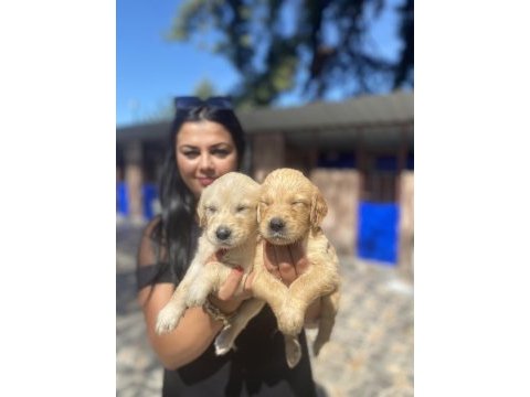 Safkan golden retriever yavrularım