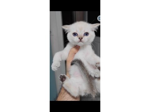 British shorthair kedisi