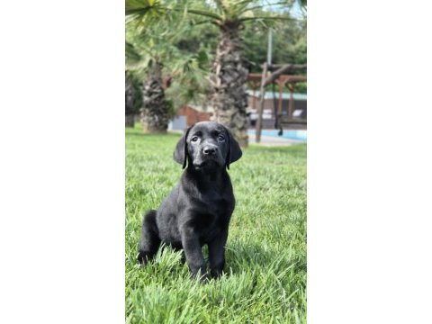 Labrador retriever yavruları ıstanbul