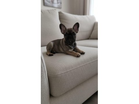 Exotic ve taşıyıcı harika french bulldog bebekler