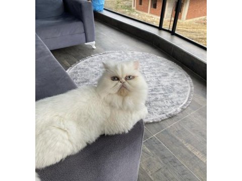 İran kedisi kısır sahiplendirilecektir