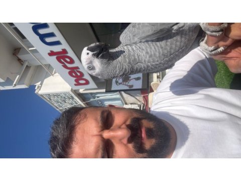 Tam 1 yaşında konuşan evcil jako (zuzu)