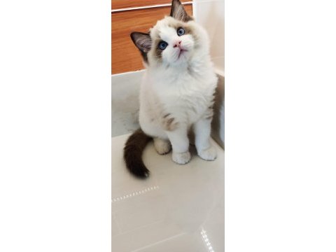 Show kalite erkek ragdoll yavrumuz yeni ailesini arıyor