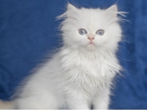 British longhair ny 33 dişi