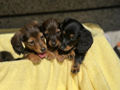 Dachshund köpeğimiz
