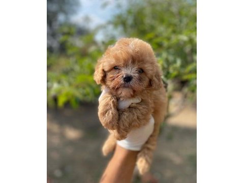 Safkan teacup maltipoo yavrularımız