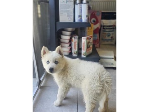 Çok özel husky bebeğim