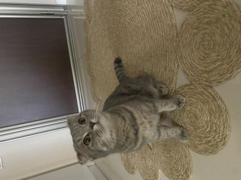6 aylık sevimli dişi scottish fold