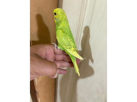 29 günlük kusursuz erkek bebek muhabbet
