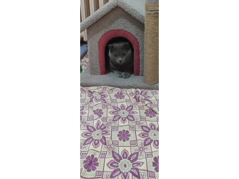 2 yaşında safkan scottish fold