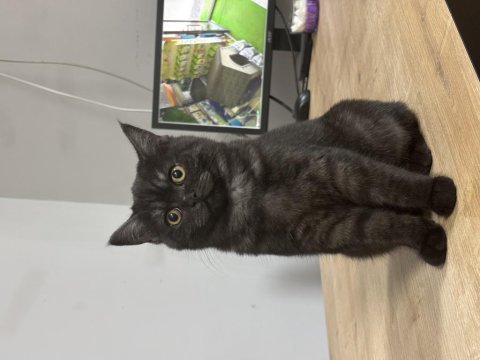 4 aylık ücretsiz sahiplendirme british shorthair