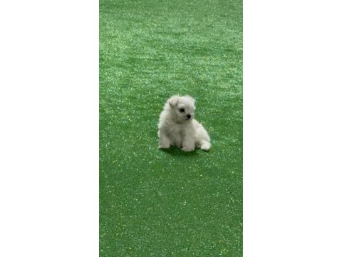 Oyuncu kore maltese erkek bebek