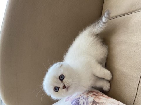 Maviş gözlü scottish fold yavrular