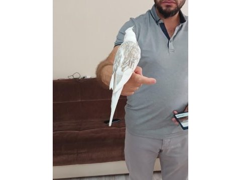 10 aylık ele alışık wifi sultan papağanı