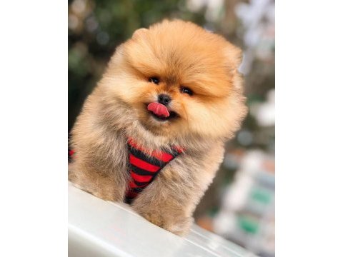 Sağlıklı ırk garantili pomeranian boo
