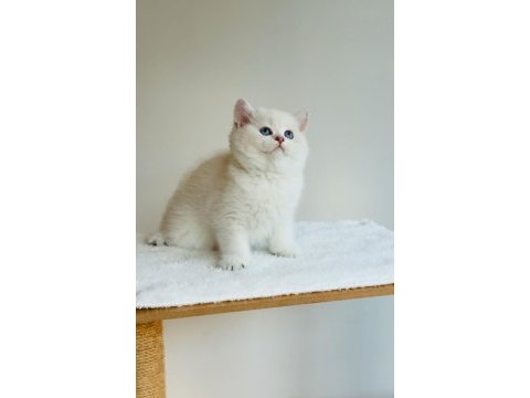 Safkan şecereli anne babadan ay33 kodunda british shorthair