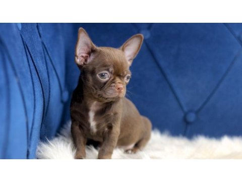 Egzotik teacup chihuahua