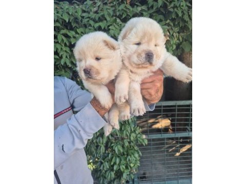 Chow chow bebeklerimiz