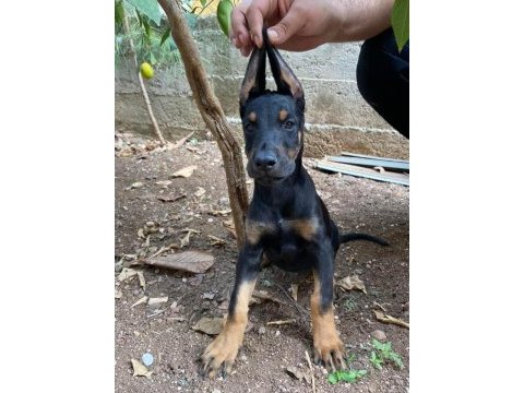 A kalite king doberman safkan dişi ve erkek