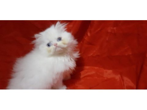 Safkan iran kedisi yavrusu