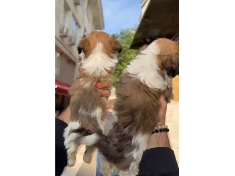 Orjinal ötesi morkie bebekler