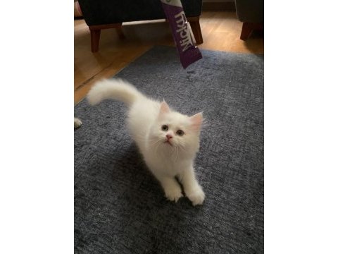 İnci gibi beyaz british longhair safkan