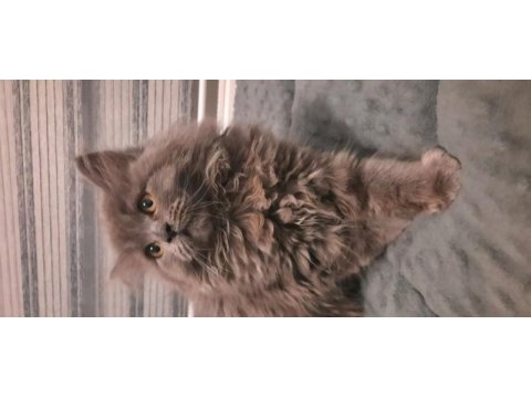 British longhair