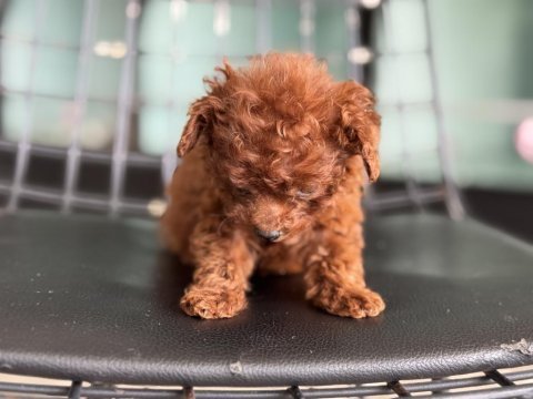 Show kalite tea cup kore poodle ziyarete açık