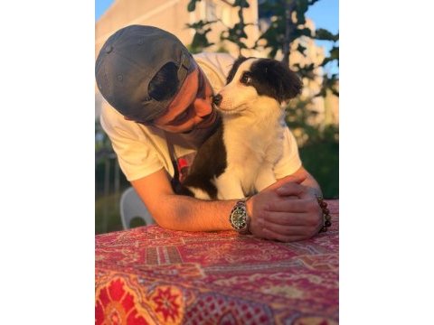 Tertemiz harika border collie