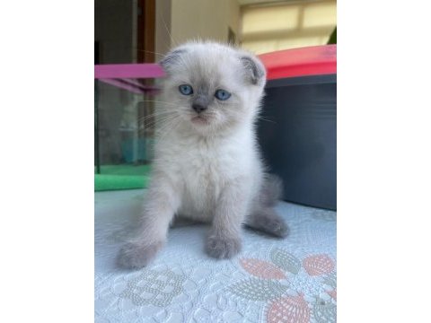 Blue point scottish fold