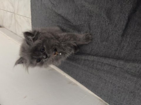 2 aylik british longhair