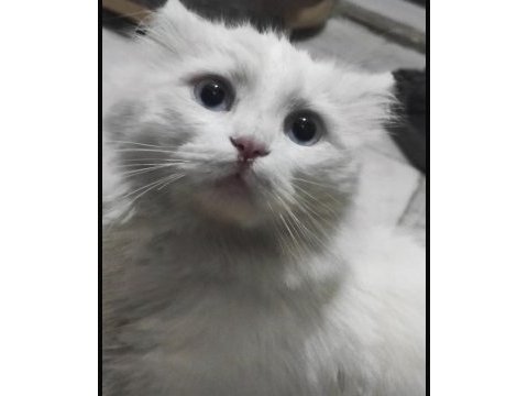 1,5 yaşında yakışıklı longhair erkek kedimiz