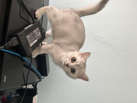 British shorthair silver kedimiz