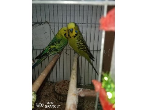Jumbo muhabbet kuşu